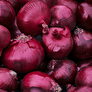 CEBOLLA