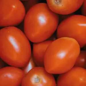 tomate chonto.webp