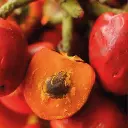 chontaduro.webp