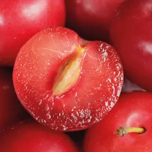 ciruela criolla.webp