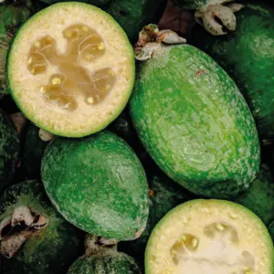 feijoa.webp