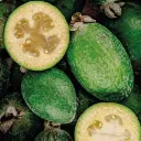 feijoa.webp