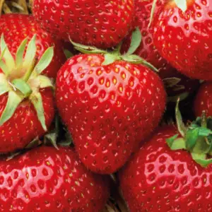 fresa.webp
