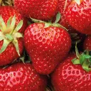 fresa.webp