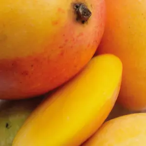 mango.webp