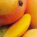 mango.webp